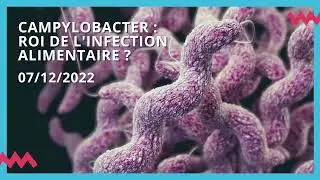 [PODCAST] Campylobacter, roi de l'infection alimentaire ?