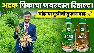 Adrak  ||  Ginger Farming Success Story: IMC Agro Booster & Activator result 