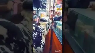 INTELLIGENT COW 🐄🐄🐄🐄 #trending_funny_videos_2019 #foryou #pizza #youtubeshorts #food #pakistanfood