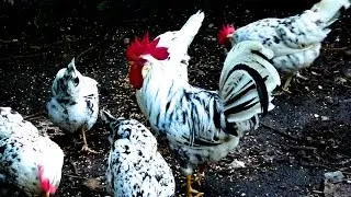 Exchequer Leghorn H&uuml;hner - Alte Nutztierrassen Folge 106 - Film H&uuml;hnehaltung, Huhn, chicken breed