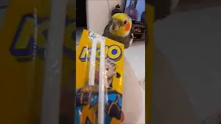 #cockatiel #birds #parrot #pets #cute #avianadventures #featheredcompanions #cockatielcraze