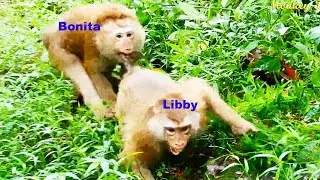 Oh God! Monkey Bonita & her friend together use strong teeth on Libby & her BB Ep575