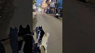 Siberian Husky attack in street dog😱😨 🐕#husky