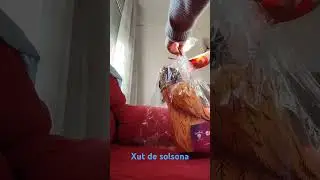Xut