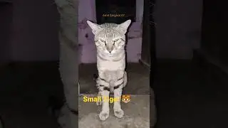 Small Tiger behind The Scene || Amit Singhal 07 #shorts #entertainment #cycling #short #india
