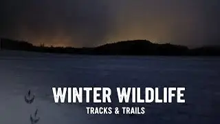 Signs of Wildlife in Winter Fields | observation and relax