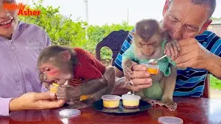 Monkey Asher Eats Egg Cake | Sam eats slowly very cute