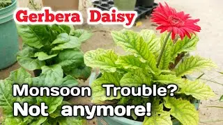 Gerbera Daisy Plant Care in Monsoon - How to Save Dying Gerbera in Rainy Season
