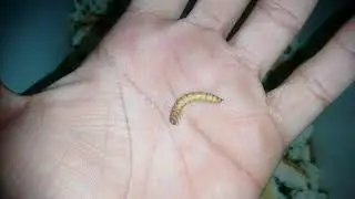 Tenébrios e grilos ... Novas dicas !!!