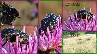 The white-spotted rose beetle in Berlin: Feeding and passive defense