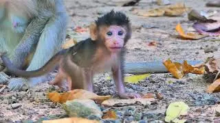 Newborn baby monkey Idris