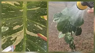Watering and cleaning indoor plants