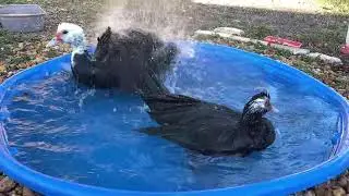 Splish splash Slow Motion Muscovy Duck’s Bath Time! #bathingtime #muscovyducklings 
