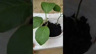 hydroponics egg plant #hydroponics#eggplant #kratky #brinjal #nutrients #bangalore#ponnumani gardens