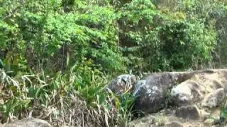 MAQ01149