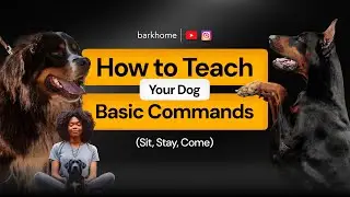 How to Teach your Dogs Simple Commands - SIT, STAY, COME