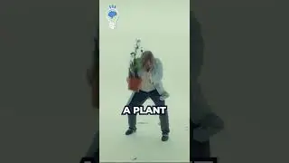 Do Plants Have Feelings?