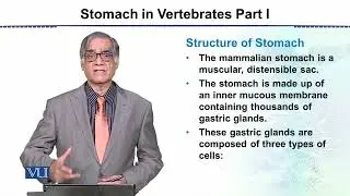 Stomach in Vertebrates Part 1 | Animal Form & Function 2 (Theory) | ZOO517T_Topic046