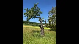 Der singende Baum - Atelier Toni K&uuml;nstler, Bestatter, Bestattungsinstitut
