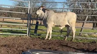 Lot 7: 2DP Lady Kari Balo 7/5 - Promising Young Heifer with Elite EPD Potential