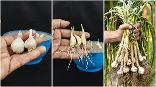 Growing garlic plant from garlic clove | Step-by-step tutorial