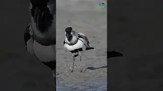 River Lapwing grooving to the nature's