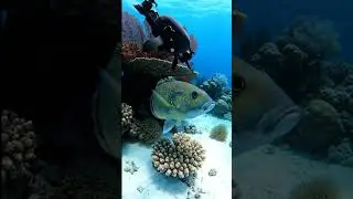 🛰️ Ultimate Stealth! Shocking Diver Drone Tags Unbelievable Reef Fish! #TechVsNature #CoralCGI #FYP
