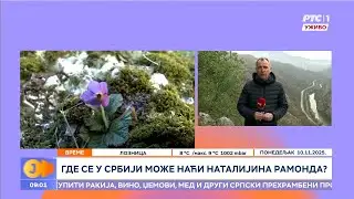 RTS:: Gde se u Srbiji može naći Natalijina ramonda?
