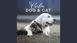 Calm Dog & Cat