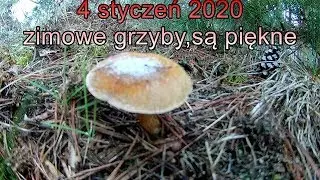 Grzyby 2020.01.04 zimowe grzyby są ..piękne...Golden boy Poland