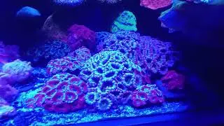 Acan  lords coral garden 