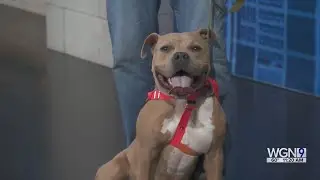 Adopt-A-Pet:  Community Animal Rescue Effort
