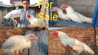 Heera Aseel Pair Looking For New Home☝️Paper White Ki Guranttee Ho Ge❤️