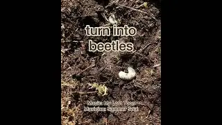 Grub worms