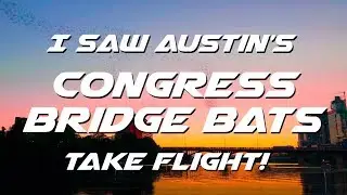 I Saw Austin's Congress Bridge Bats Take Flight!!! - 4K Video! Austin, Texas