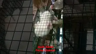 Malik Rabbit Farms Chakwal || #malikrabbitfarm