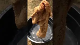 How to Clean Tripe (Shaki) Properly: Remove Dirt & Kill germs #shorts #youtubeshorts #short #video