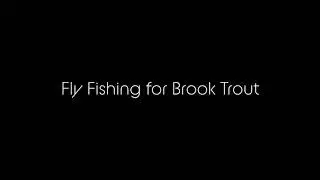 Fly fishing for Brook Trout In Alpine Mountains