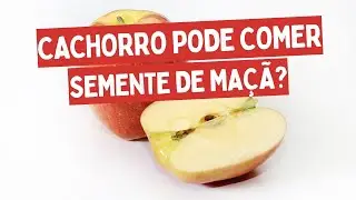C&atilde;es podem comer semente de ma&ccedil;&atilde;? I C&atilde;o pode comer semente de ma&ccedil;&atilde;?
