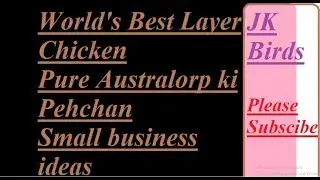 Best layer hen in the world | Pure Australorp ki pehchan | small business ideas