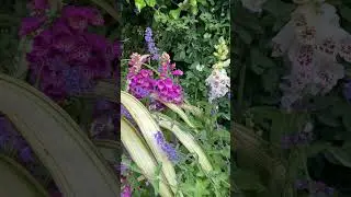 Plants and Flowers for Pollinators