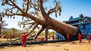 From giant baobab trees to high-end decor &mdash; A process that handles 10,000 trees a day.