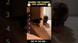 Part 90 #funny #cat#OddlySatisfying