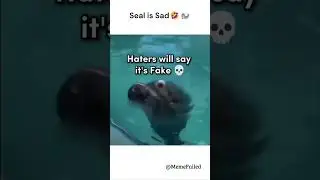 Seal's Funny Trumpet Skills | Haters Will Say It&rsquo;s Fake 😂🦭🎺 | #Shorts #Funny #21daysviralchallenge