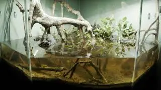 Tidal Mangrove Tank