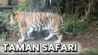 TAMAN SAFARI INDONESIA # Tamana safari Bogor # binatang binatang ditaman safari
