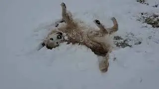 Happy Dog Rolling Around in Fresh Snow at the Park - English Cream Golden Retriever March 13th 2021