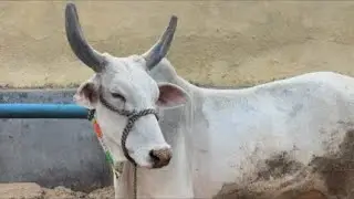 एक मुट्ठी चारा… गऊ माता के नाम 🙏❤️ Parindey Najafgarh de is live