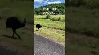 Australia&rsquo;s real life dinosaur: the cassowary.
