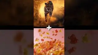 Big Cats + Candy (Lion, Tiger, Cheetah, Jaguar)